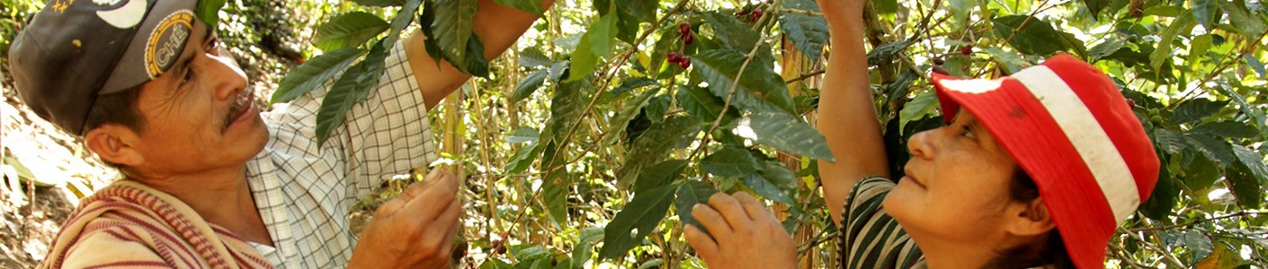 Fairtrade kava - išsaugojome virš 400km² miškų